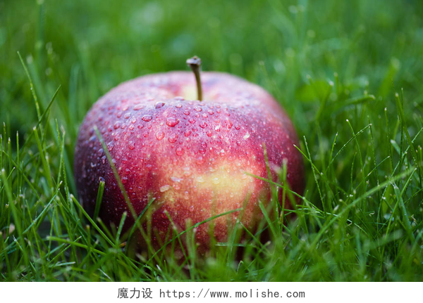 绿色草地上的红苹果新鲜成熟的苹果，在草丛中 